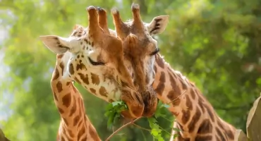 Zdradzamy kulisy zwierzęcego Tindera w zoo we Wrocławiu