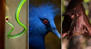 Najdziwniejsze zwierzęta we wrocławskim zoo. Natura miała tu wyjątkowo bujną wyobraźnię