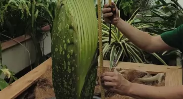 Dziwidło przyciąga tłumy. Dwa razy więcej gości w Ogrodzie Botanicznym