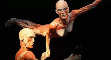 BODY WORLDS we Wrocławiu – fascynująca wystawa o życiu i zdrowiu. Tylko do 11.08!
