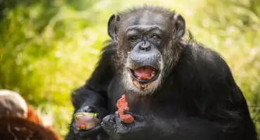 Kto w zoo jest najstarszy? Kasia jest w wieku prezydenta. Rekordzistki pamiętają lata 60.