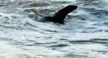 To nie potwór z Loch Ness, w Odrze pływa prawdziwa foka. Zobacz film