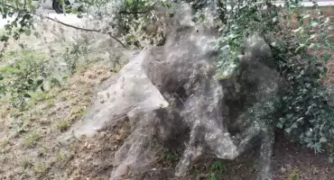Krzew jak z horroru. Ludzie zatrzymują się i robią zdjęcia