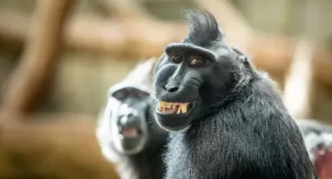Odkręcają świetlówki i żądają kiwi. Małpy we wrocławskim zoo każdego dnia zaskakują opiekunów