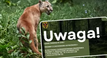 Alarm na Dolnym Śląsku. W lesie grasuje puma?