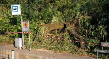 Drzewo runęło na trakcję tramwajową. Utrudnienia do późnego wieczora